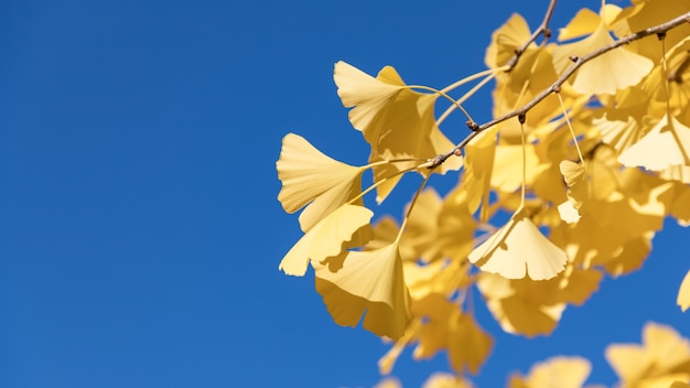 Yellow Ginkgo Biloba autumn leaves