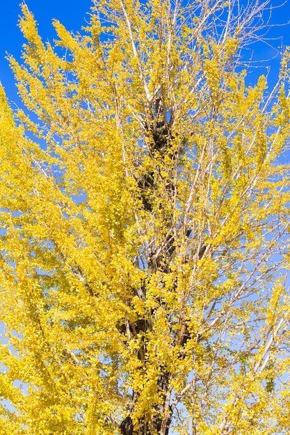 Yellow Ginko tree with blue sky in Japan.