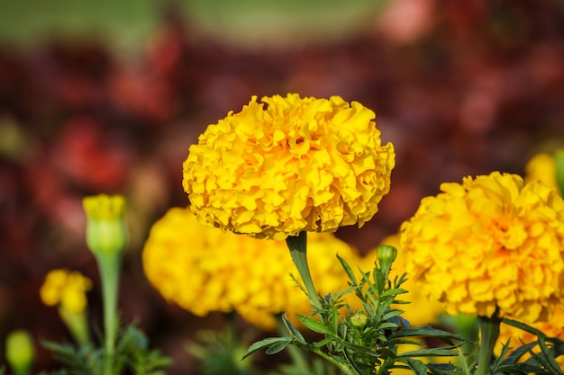 Yellow Gold Flower, Marigold