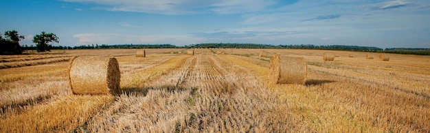 Yellow golden straw bales of hay in the stubble field agricultural field under a blue sky with clouds Straw on the meadow Countryside natural landscape Grain crop harvesting