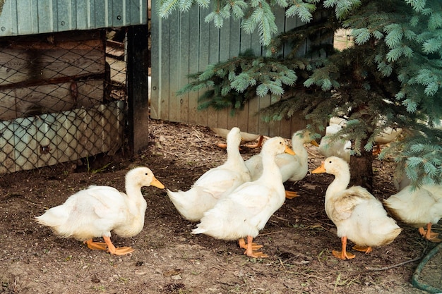 Yellow goslings walk on the street and nibble grass during the day