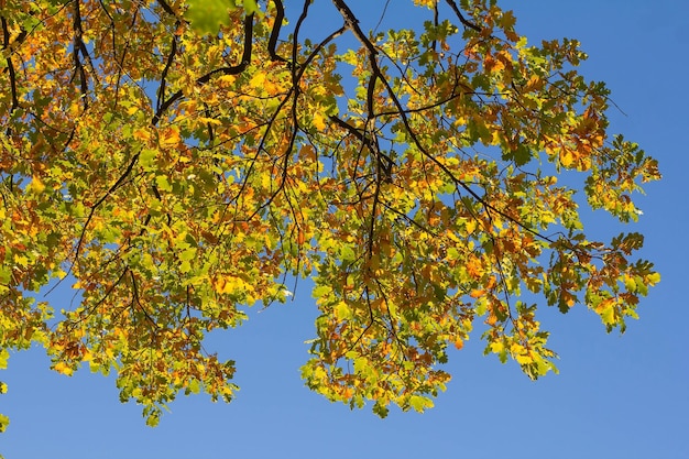 Yellow and green autumn oak leaves against a blue sky