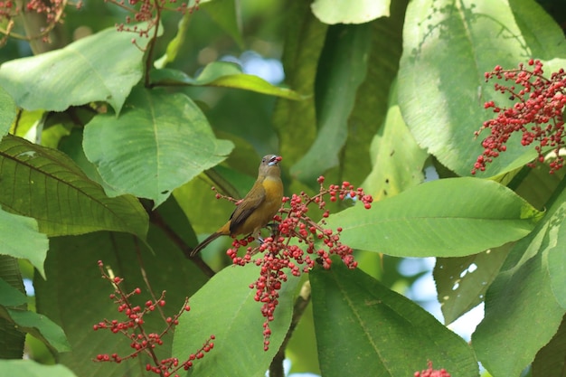 A yellow and green bird is perched on a branch with berries on it.