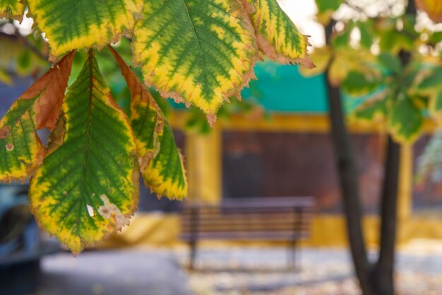 Yellow and green chestnut leaves in autumn season in the city park. Shallow depth of field.