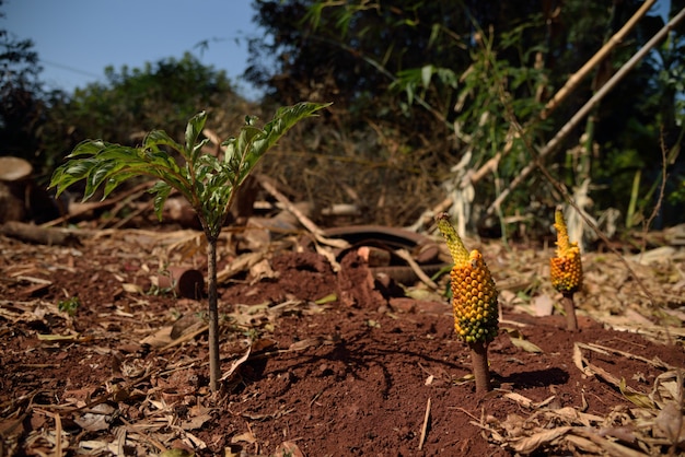 yellow and green and orange fruit in red soil on forest nature background 