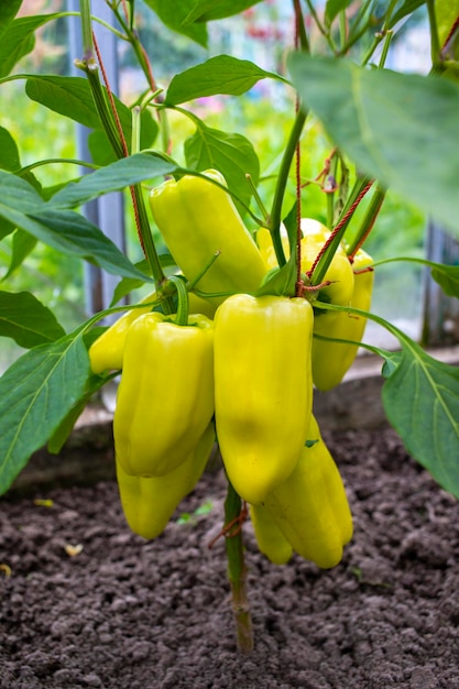 Yellow and green peppers growing in the garden