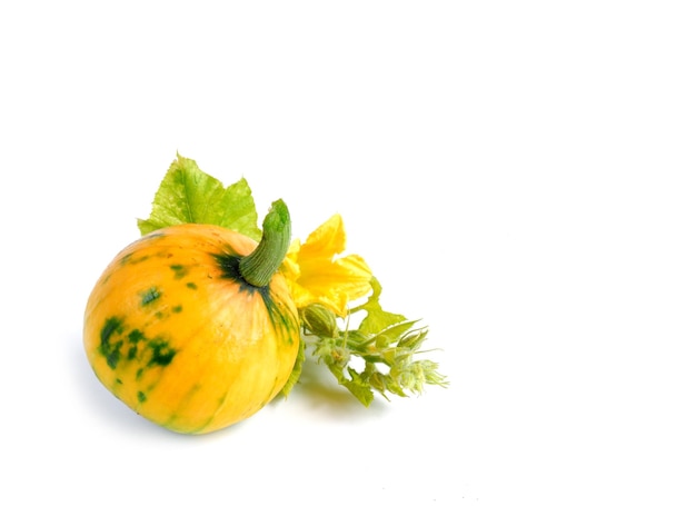 Yellow and green pumpkin with leaves, flower and buds on a white background. Garden vegetables.