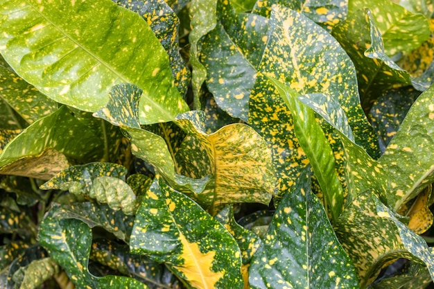 Yellow and green spotted decorative ornamental leaves close up in the garden