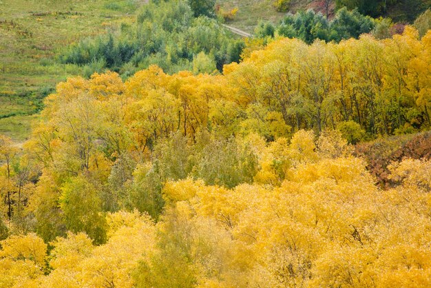 Yellow and green tree crowns view from above