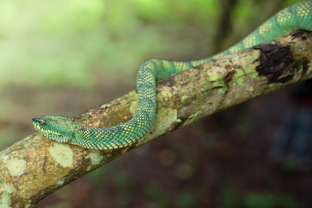 Yellow Green viper snake in close up