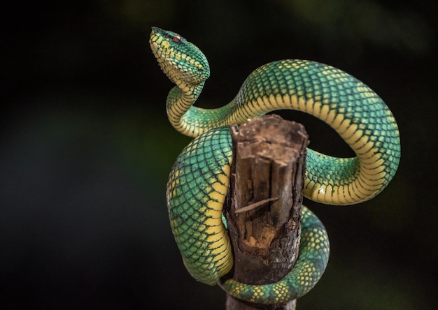 Yellow Green viper snake in close up