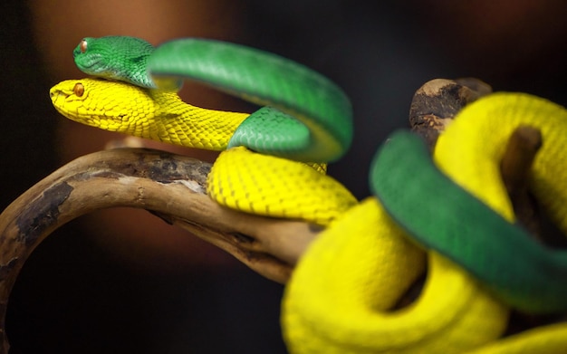 Yellow and Green viper snake in close up