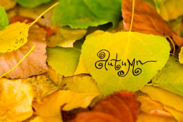 Yellow and gren leaf with the inscription AUTUMN on the background of fallen foliage