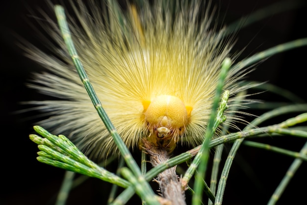 Yellow hairy caterpillar climbing on branch