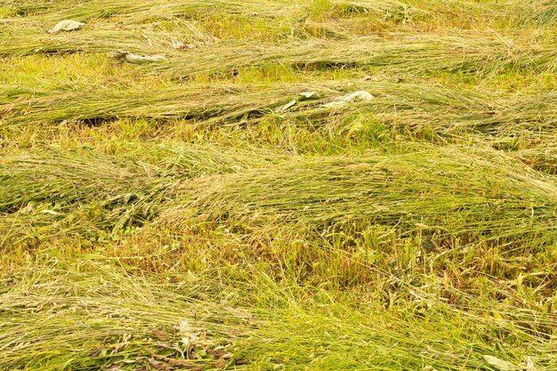 Yellow hay harvesting in golden field landscape Rows of freshly cut hay on a summer field drying in the sun