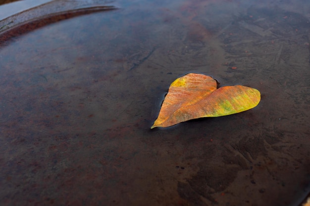 Yellow heartshaped leaf on the water