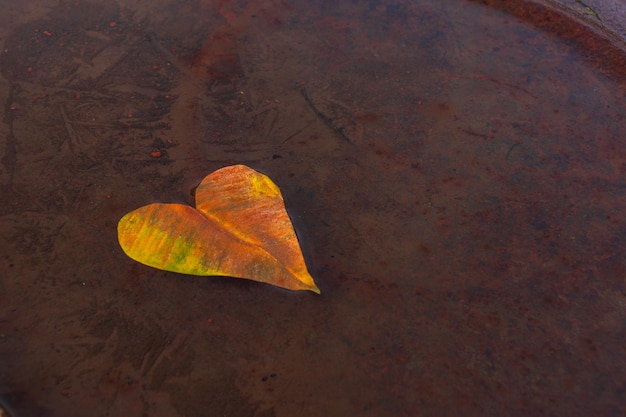 Yellow heartshaped leaf on the water