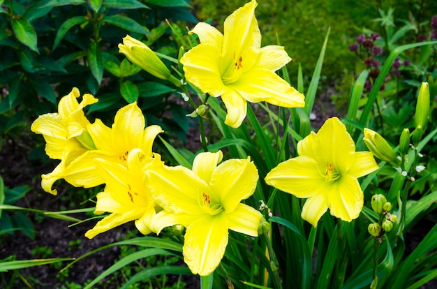 Yellow Hemerocallis in garden in evening. Photo