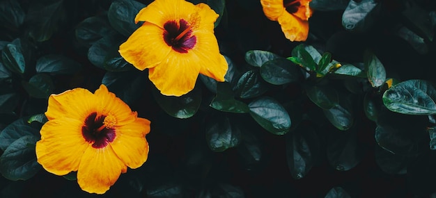 Yellow hibiscus flower blooming on green nature background