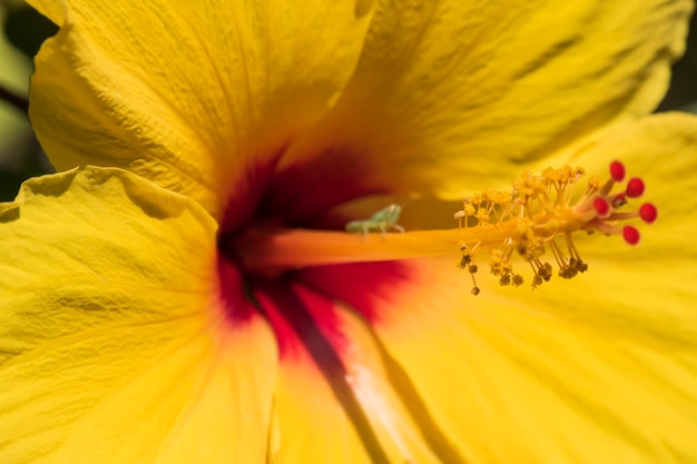 Yellow hibiscus flower in the garden