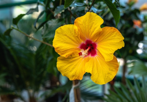 Yellow hibiscus flower in nature