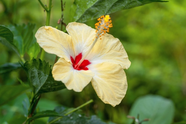 A yellow hibiscus flower with a red center and a red center.