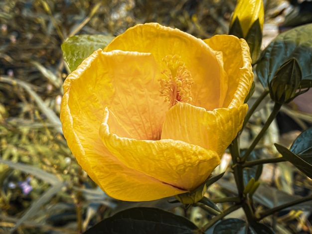 Yellow hibiscus flowers that bloom brightly in the morning