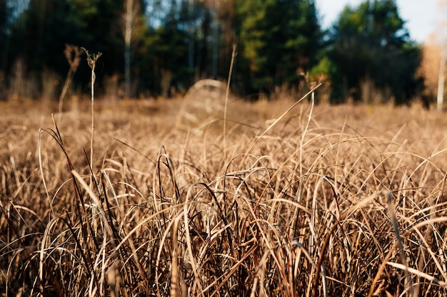 Yellow, high, autumn grass close-up.