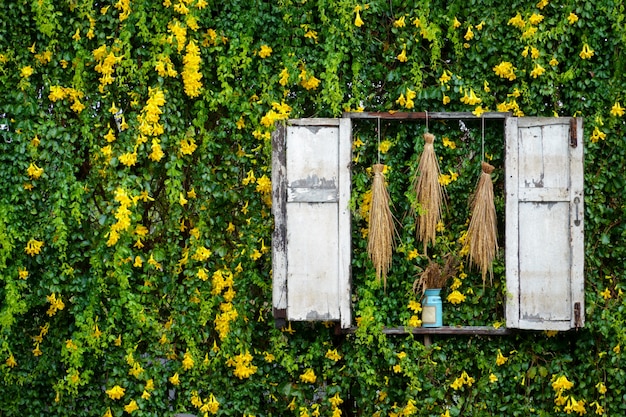 Yellow ivy flower and green leaf vine climbing plant wall textured