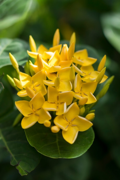 Yellow Ixora flowers