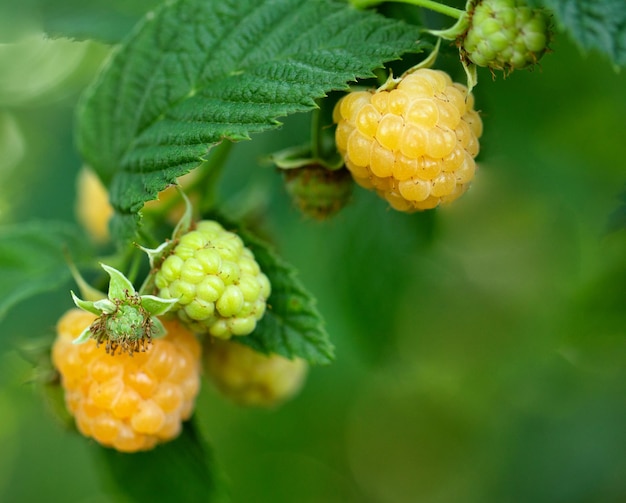 Yellow juicy raspberry on a branch close up