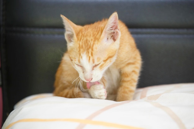 Yellow kitty cat on a soft pillow.