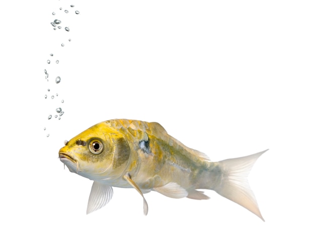 Yellow Koi ogon fish, Cyprinus Carpio on white isolated