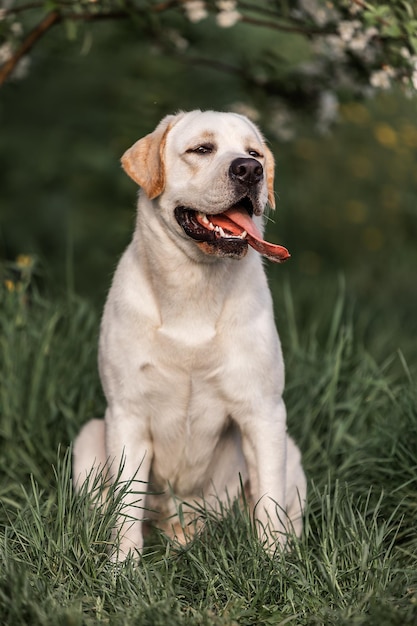 A yellow lab sits in the grass with his tongue out.