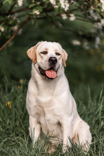 A yellow lab sits in the grass with its tongue out.