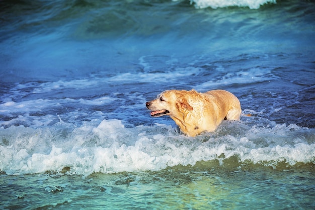 Yellow labrador retriever dog swimming in the sea