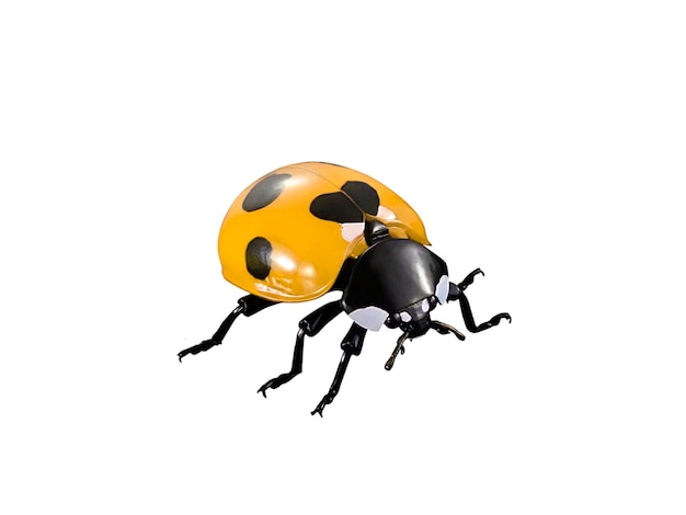 A yellow ladybug Miniature with black spot Isolated on white