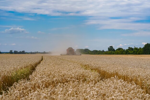 Yellow landscapes of cearels and wheat. Agricultural sunlight harvesting.