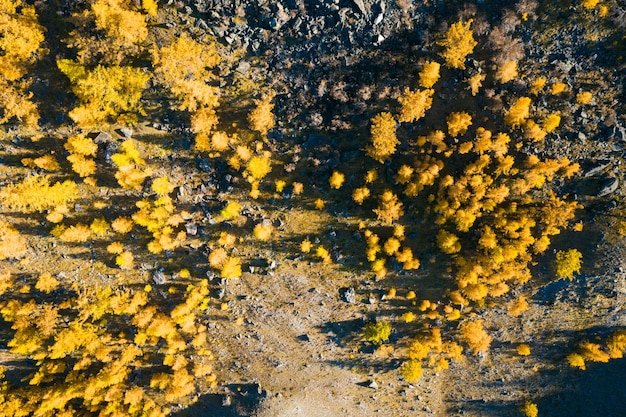 Yellow Larches on Mountain Slope in Autumn. Aerial Vertical Top-Down View. Altai, Russia.