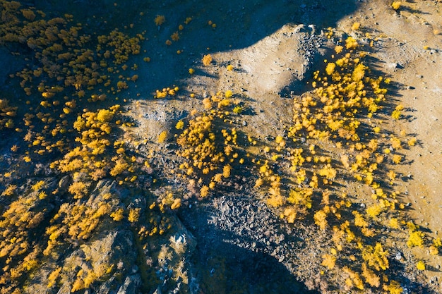 Yellow Larches on Mountain Slope in Autumn. Aerial Vertical Top-Down View. Altai, Russia.