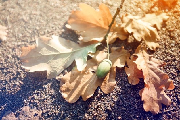 Yellow leaf autumn acorns concept of the approach of autumn