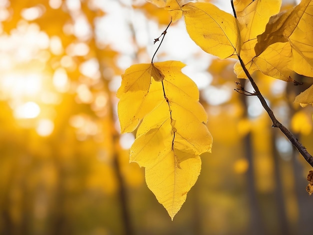 Yellow leaf on branch illuminates tranquil autumn forest at sunset