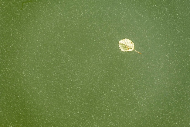 Yellow leaf fallen in lake with water drop on leaf surface