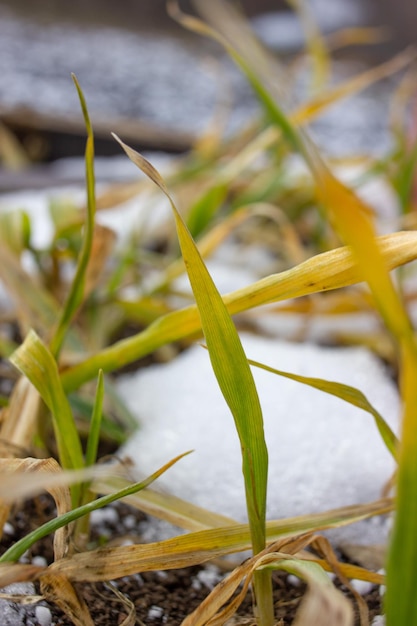 Yellow leaf of frozen wheat A sick stalk of winter wheat