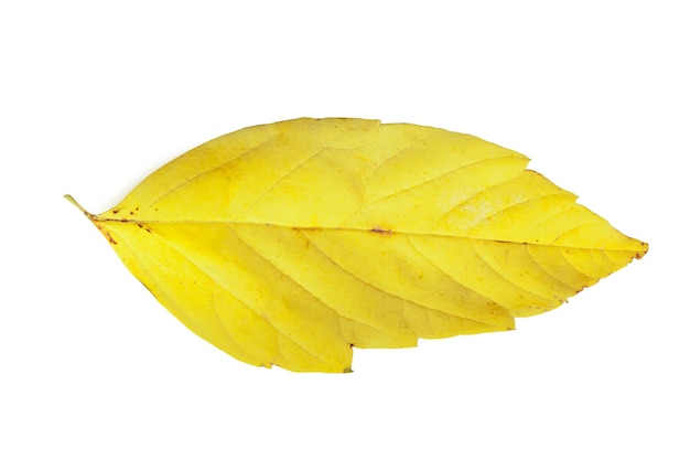 Yellow leaf isolated on white background