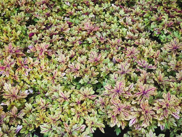 Yellow Leaf Plants