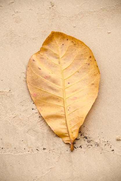 Yellow leaf on sand