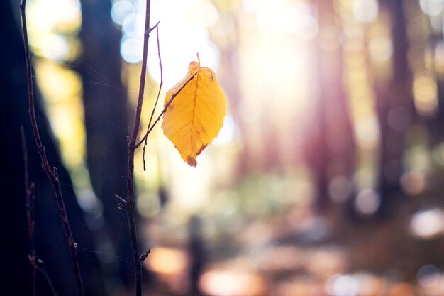 Yellow leaf on a tree in an autumn forest on a sunny day