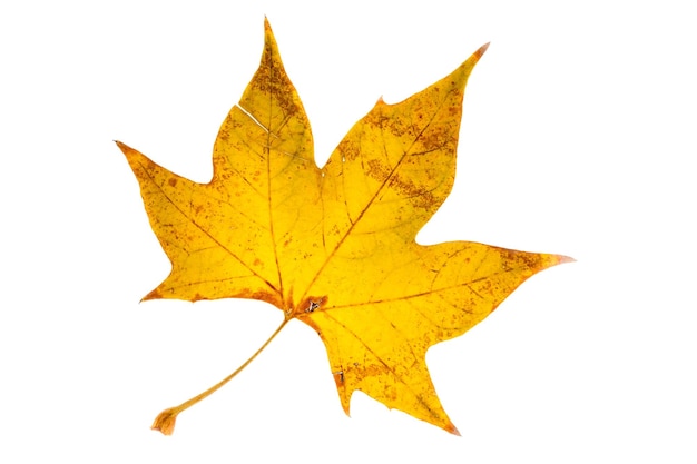 Yellow leaf on white background