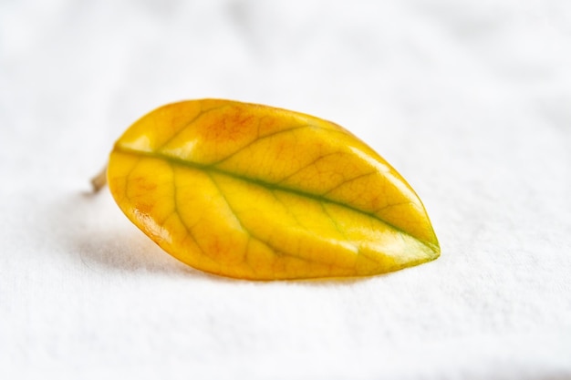 Yellow leaf on a white soft background Single leaf withering Selective soft focus